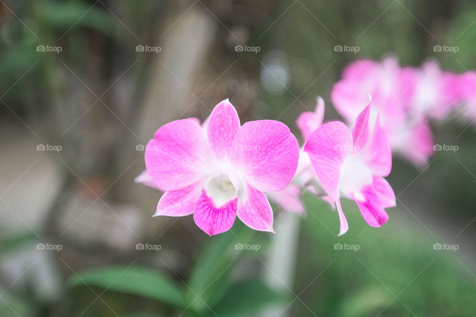 Growing orchids