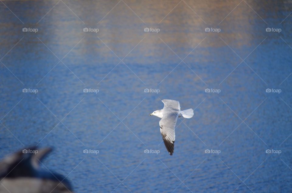 Seagull flying over the River