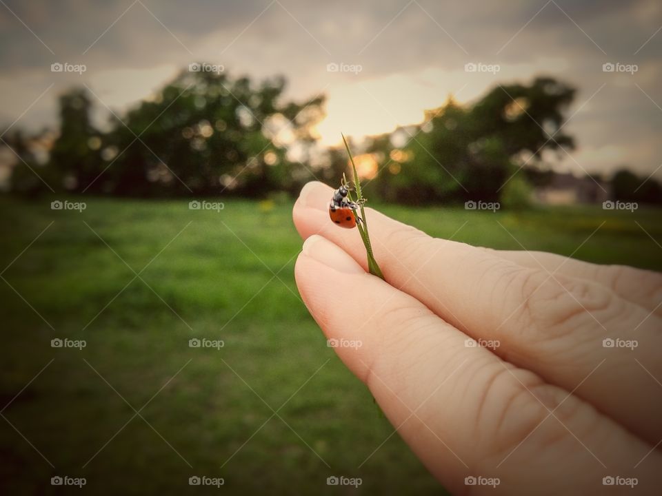 Ladybug Crawling on a Blade of Grass at Sunset Between a Woman's Fingers in a Field with Trees