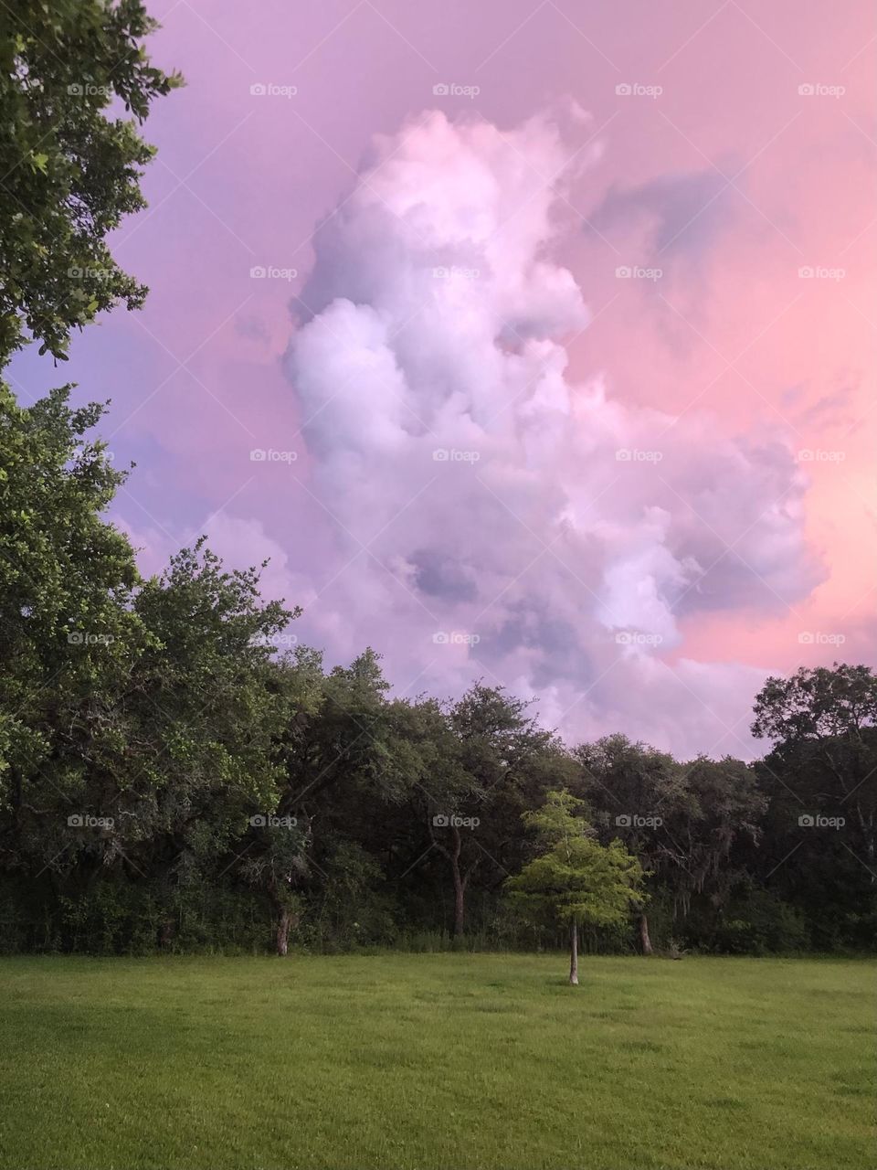 Spring vs Summer, purple sky with purple clouds against the green grass and live oaks