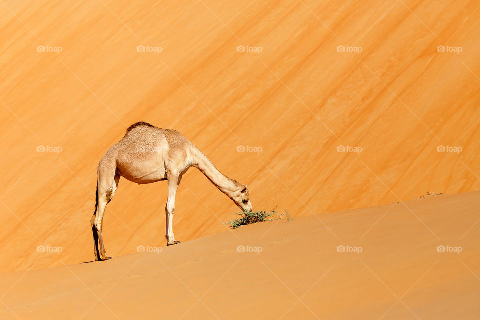 Cute young camel at the desert