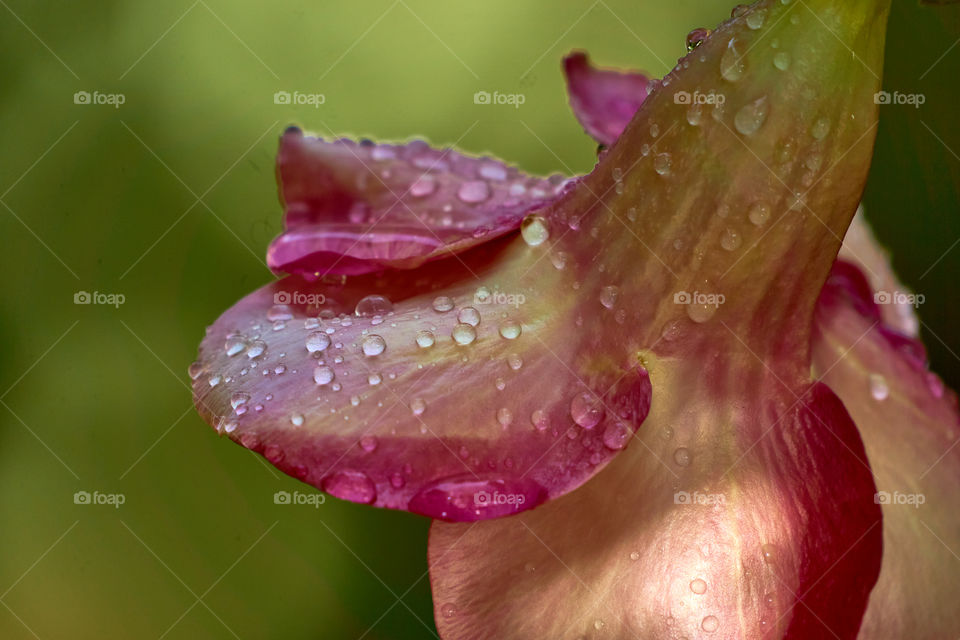 Allamanda  - water  drops