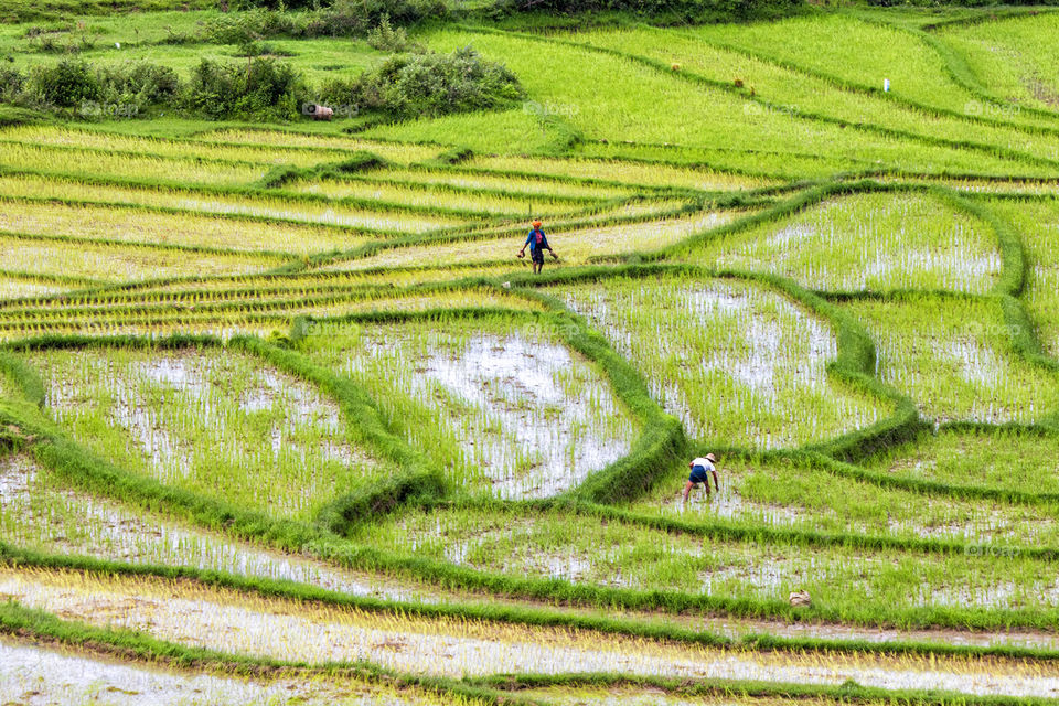 Working in Field 