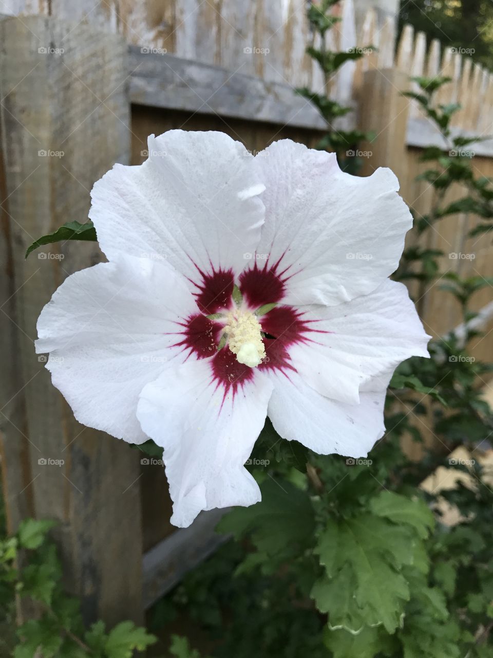White and magenta Rose of Sharon 