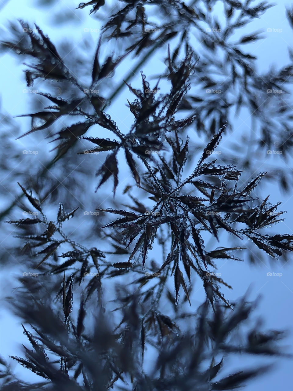 Grass in the morning dew