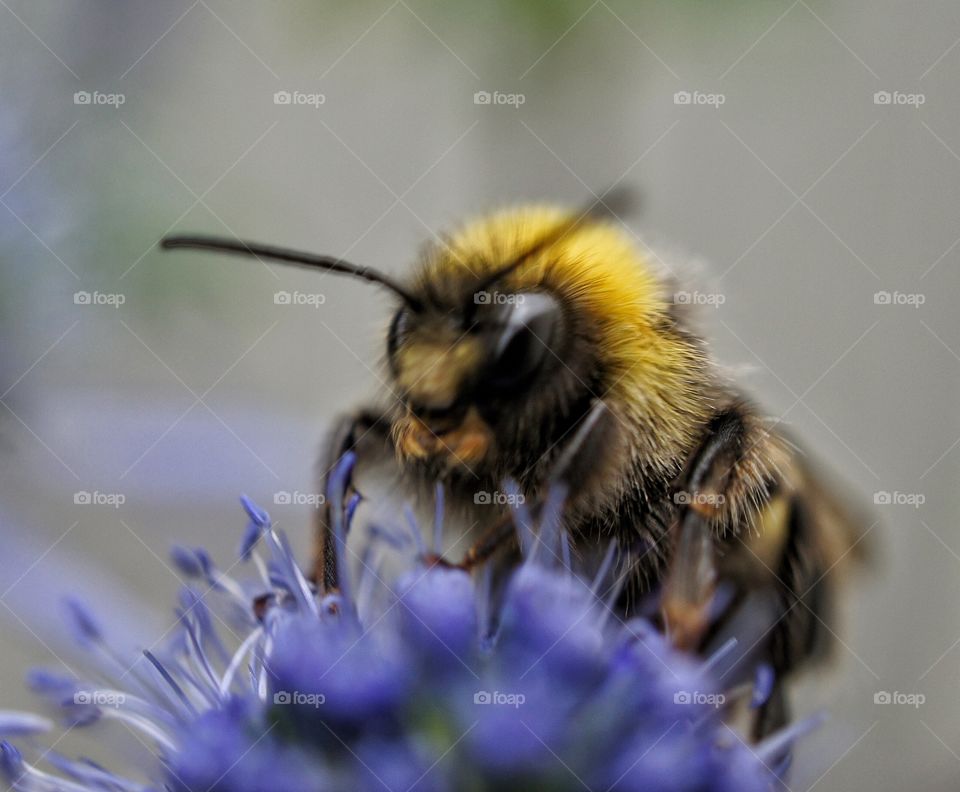 Bumblebee on flower