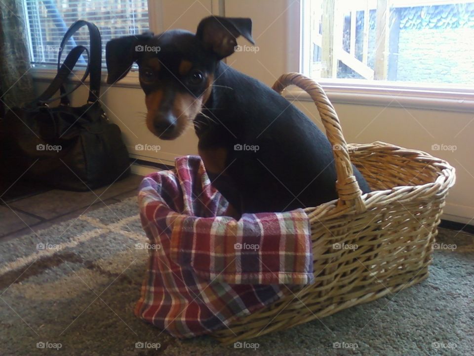 puppy in basket mini