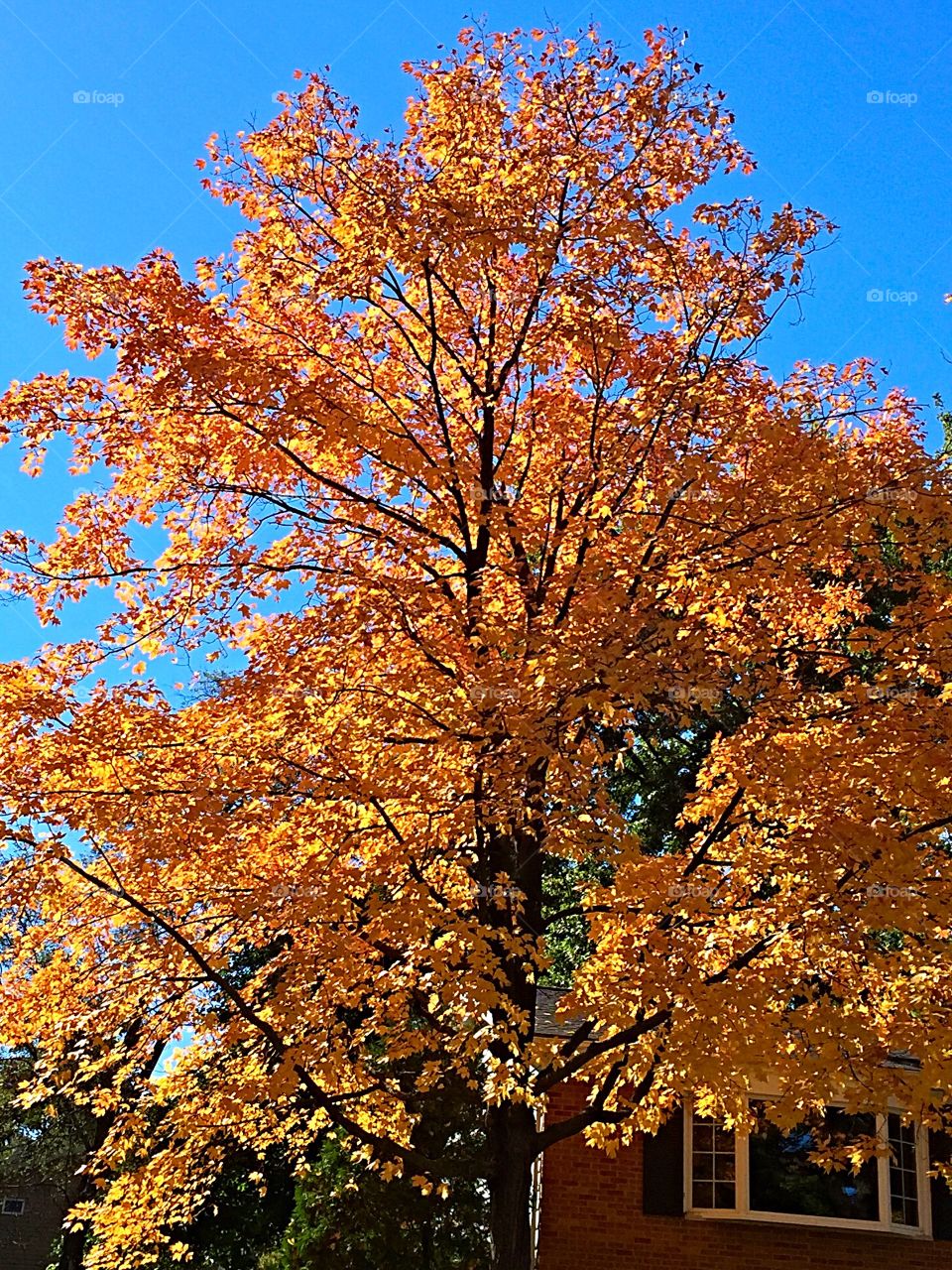 Fall, Leaf, Tree, No Person, Maple