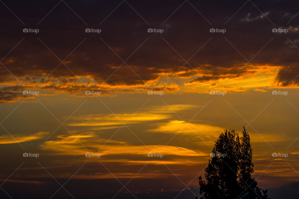 Orange sunset and tree