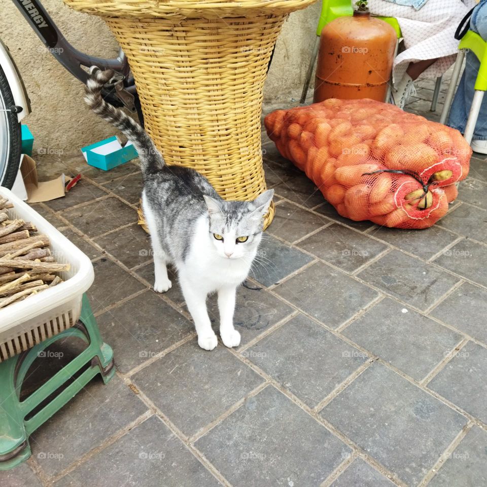 Beautiful grey cat looking at camera