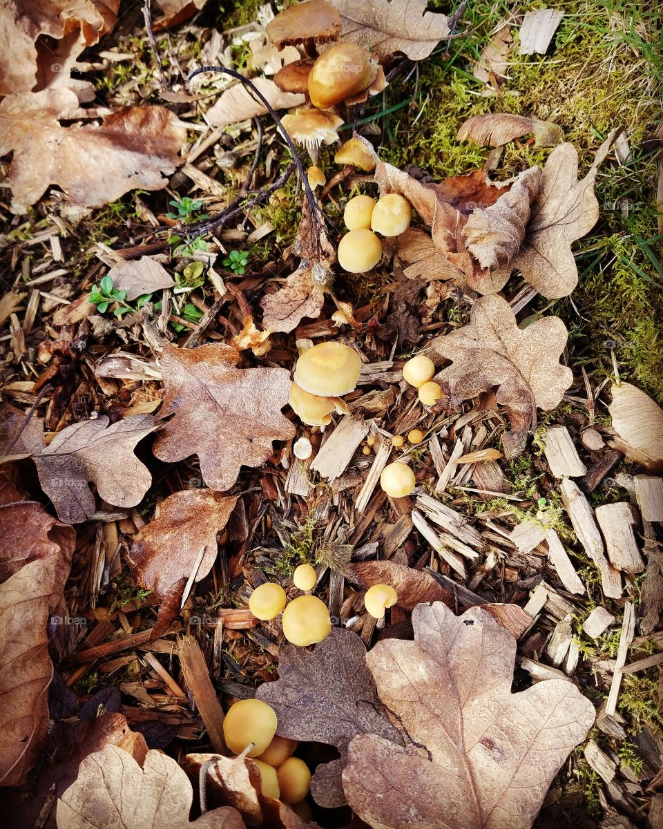 Autumn shrooms