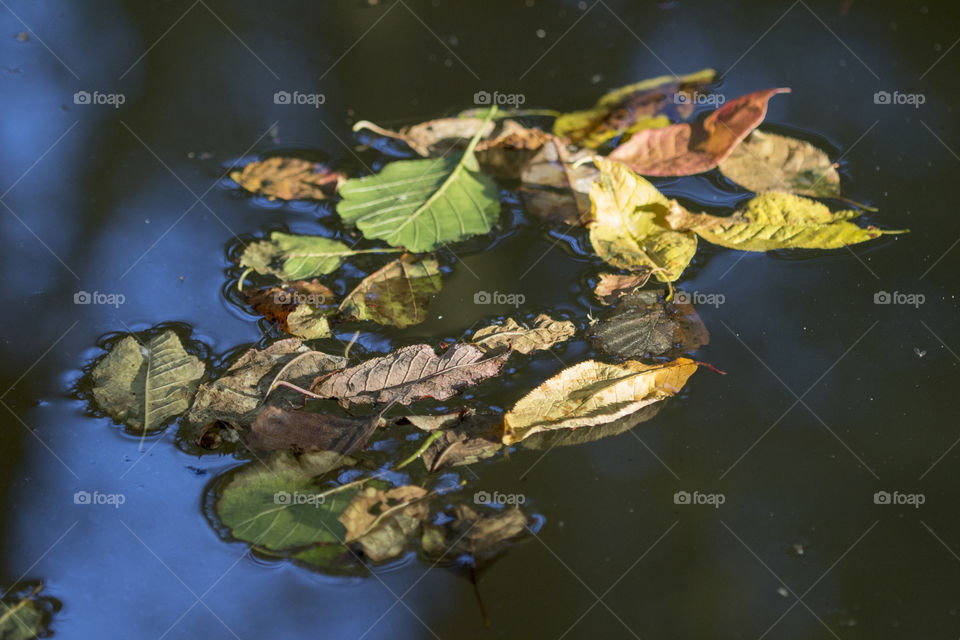 Colorful leaves floating in the creek - löv vatten 