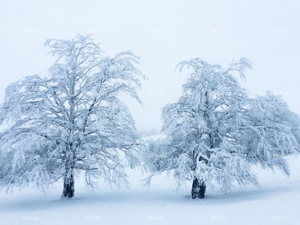 Minimalistic view of two trees with branches covered in snow