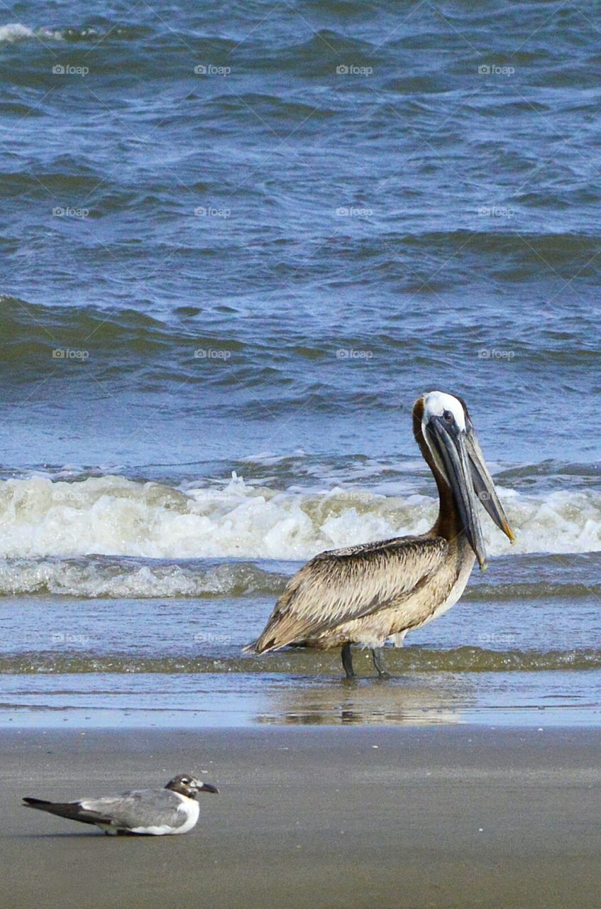 Two? Headed Pelican