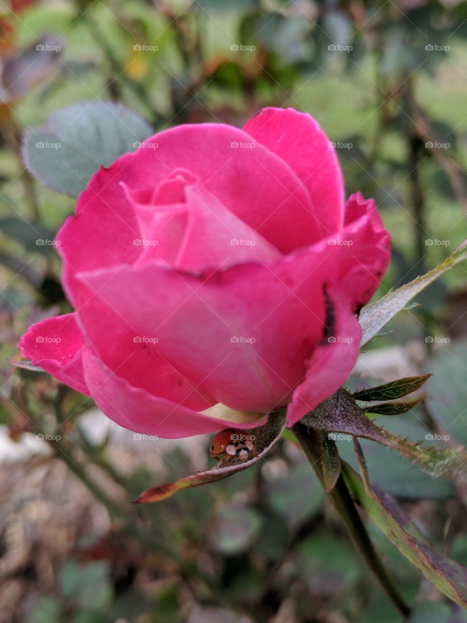 Ladybird with the roses