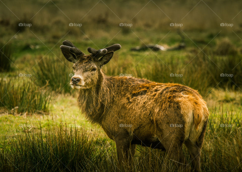 A beautiful deer in the park. Richmond park in London. Sweet animal portrait.