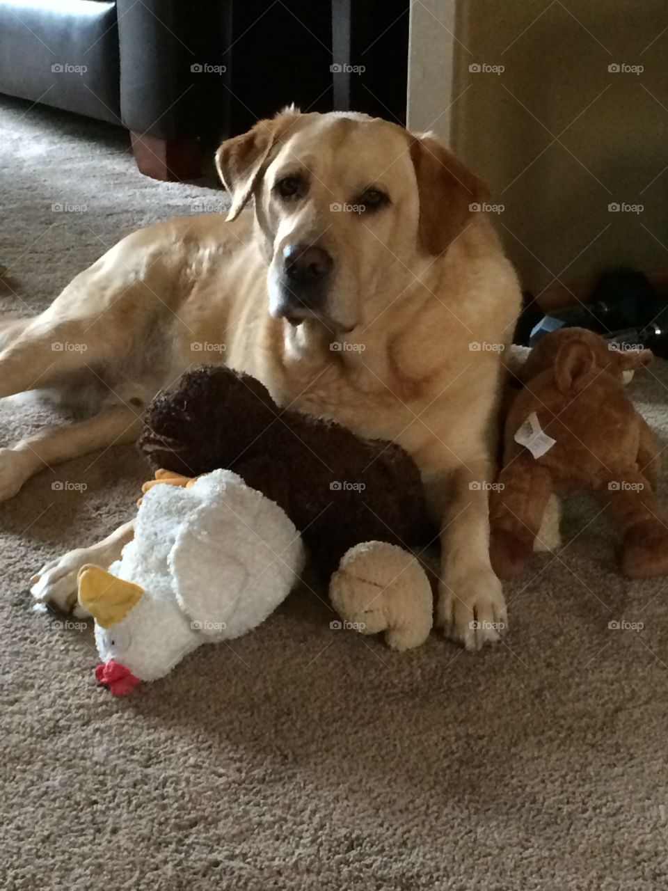 Loves his animals 