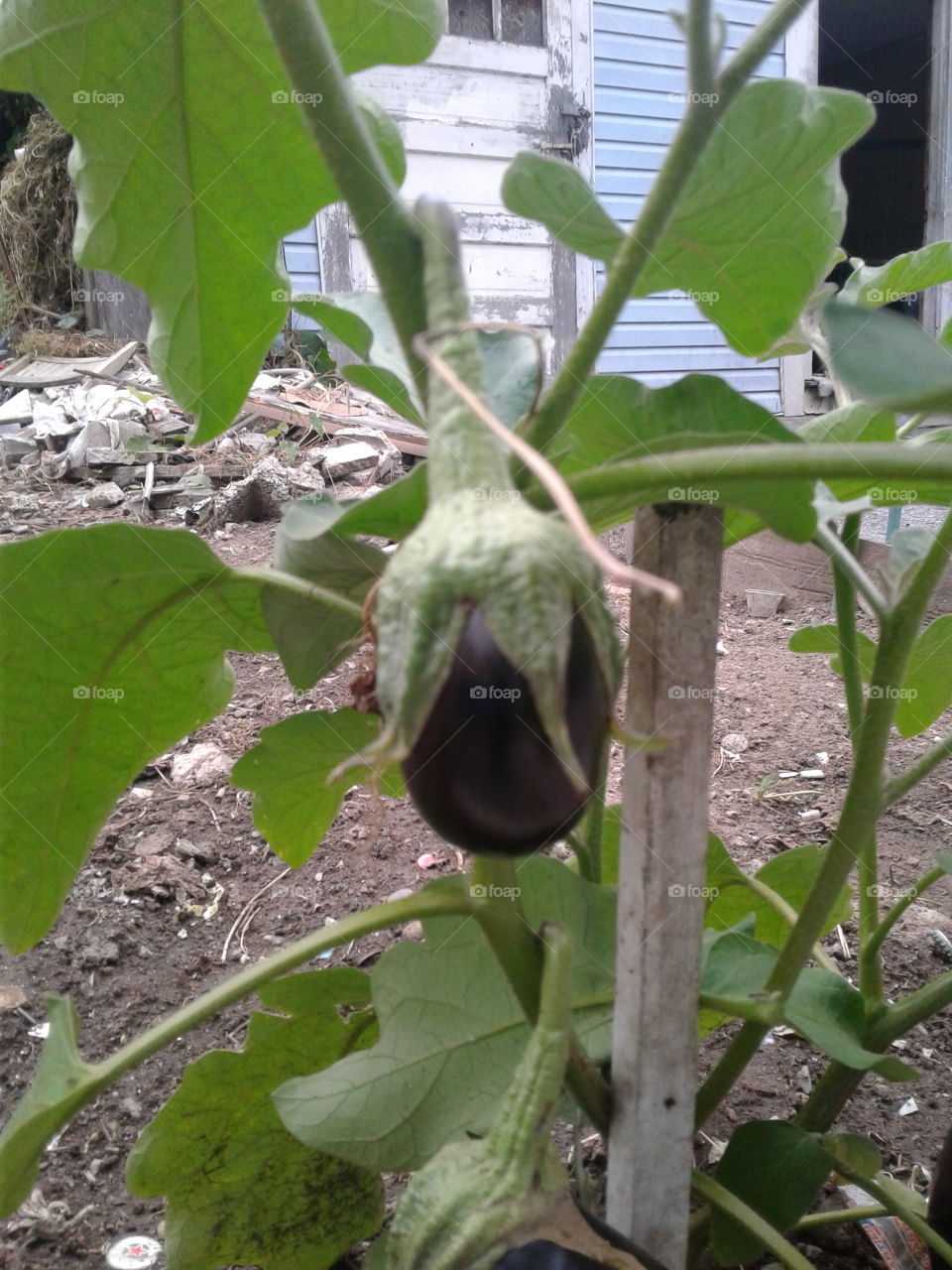 eggplant in my garden