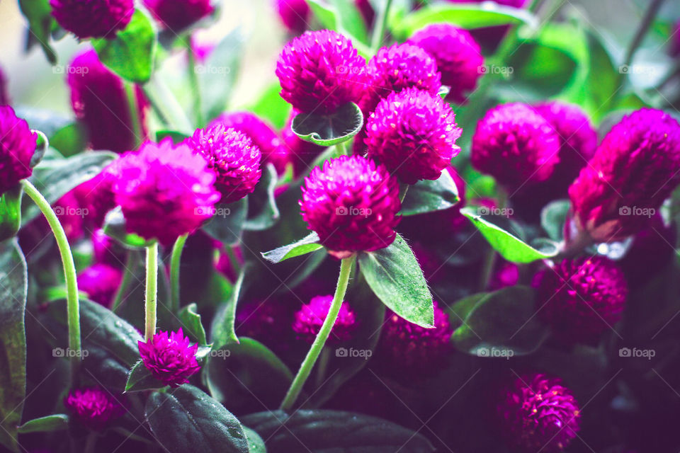 globe amaranth