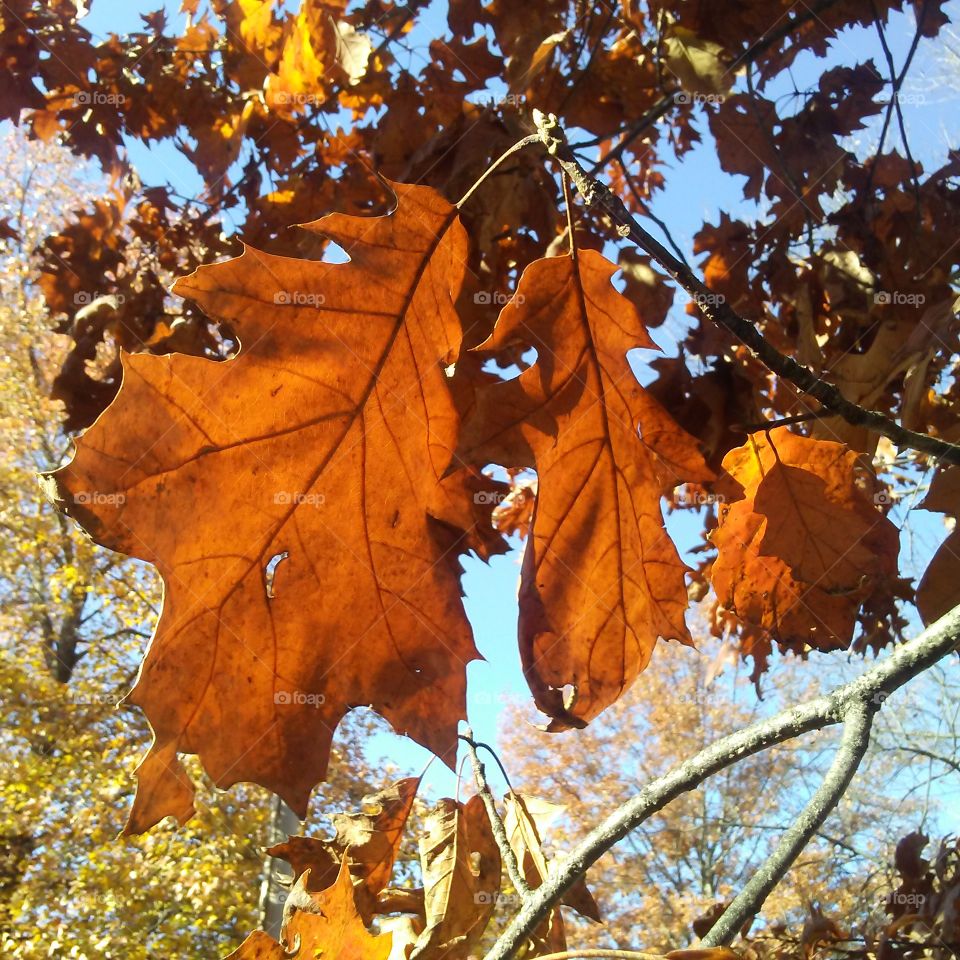 brown oak leaves