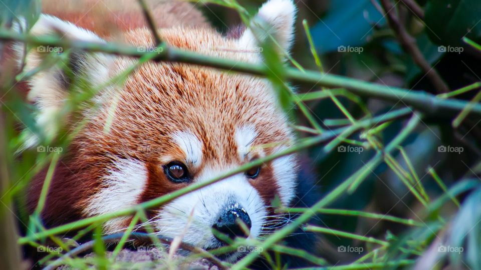 Red panda close up. Red panda close up 