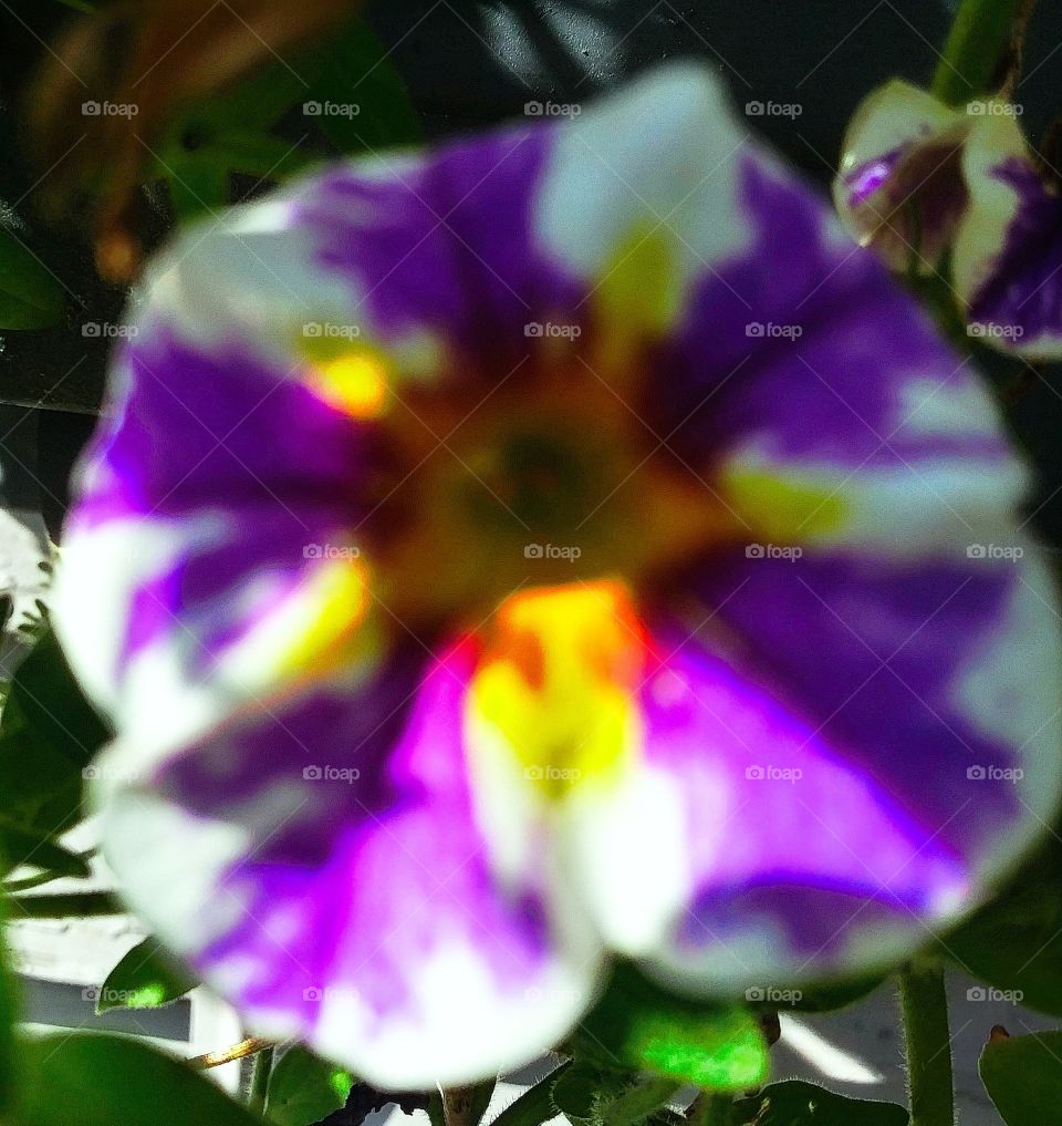 purple n white petunia