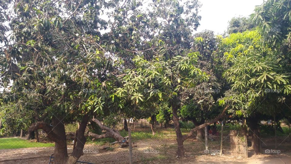 Mango Tree Madhavaram