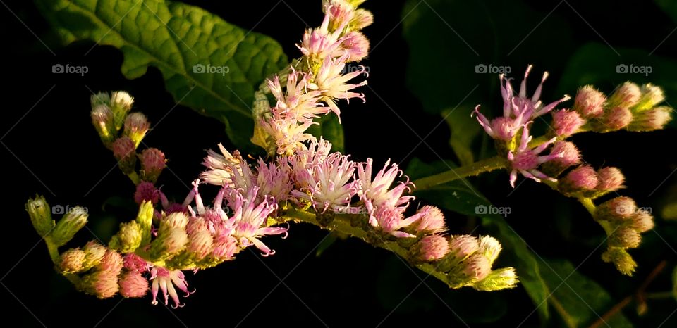 Small wild flowers, mixed tones, near ecological reserve of La Ceiba, Honduras.

Pequeñas flores silvestres, tonos mixtos ,  cerca de reserva ecológica de La Ceiba, Honduras.