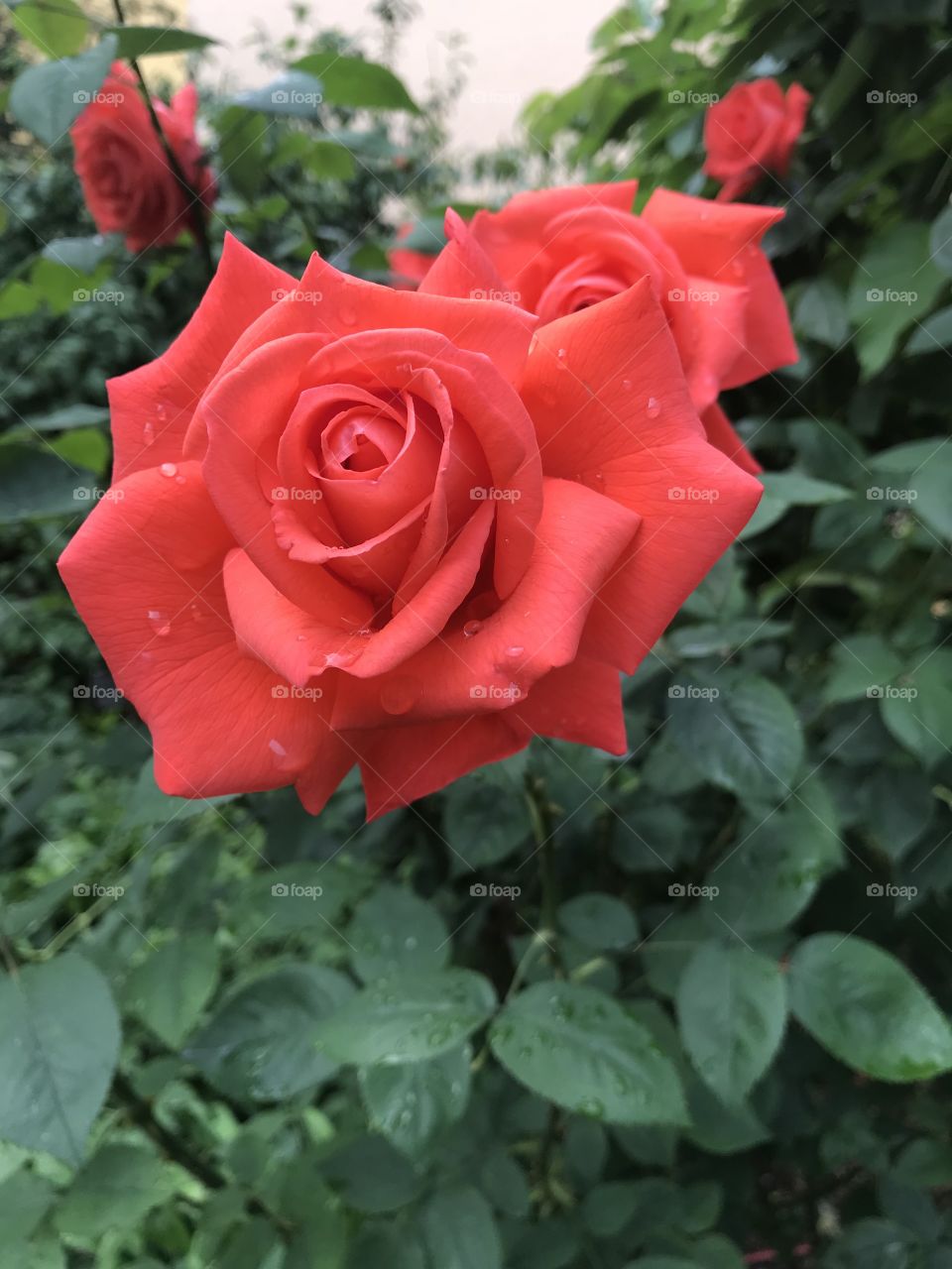Schöne Rose