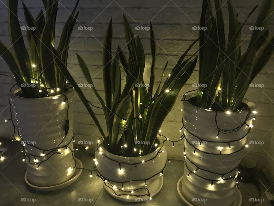 Lights on vases 