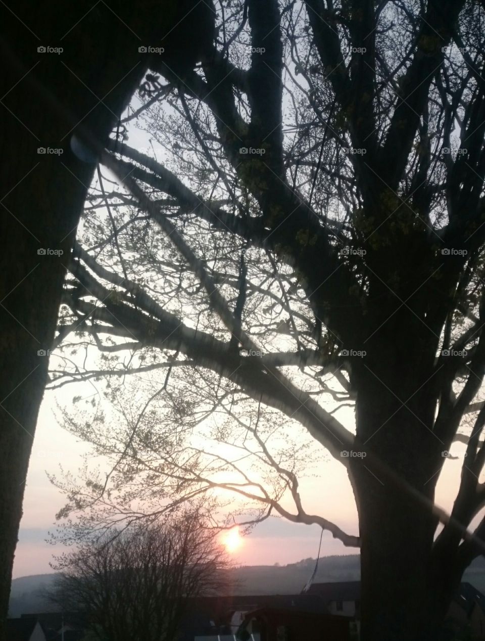 Sunset the other night through the tree before the howdenburn Park