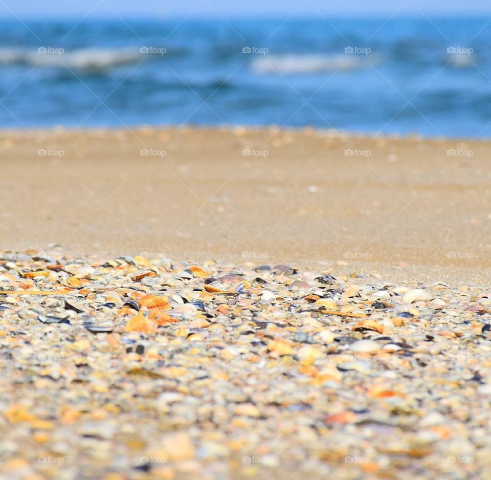 Sea shells on beach in sunlight