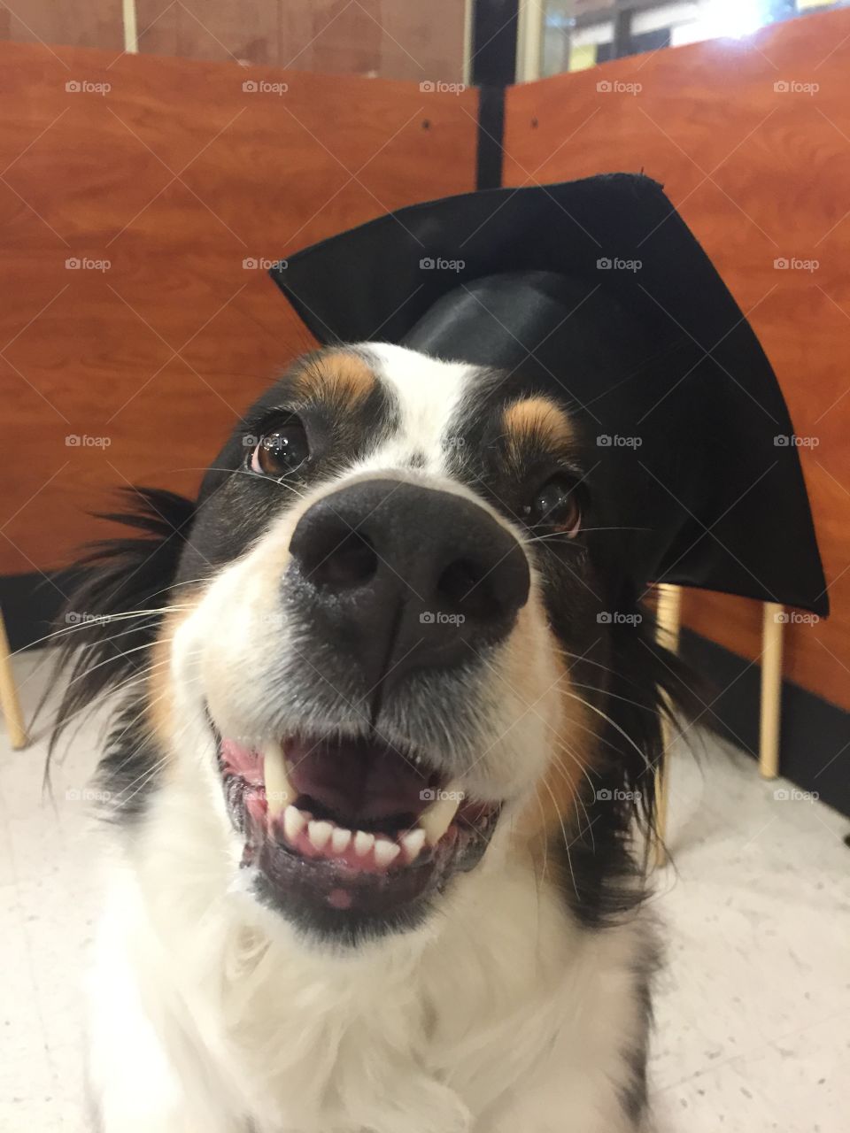 Proud moment graduating from dog school