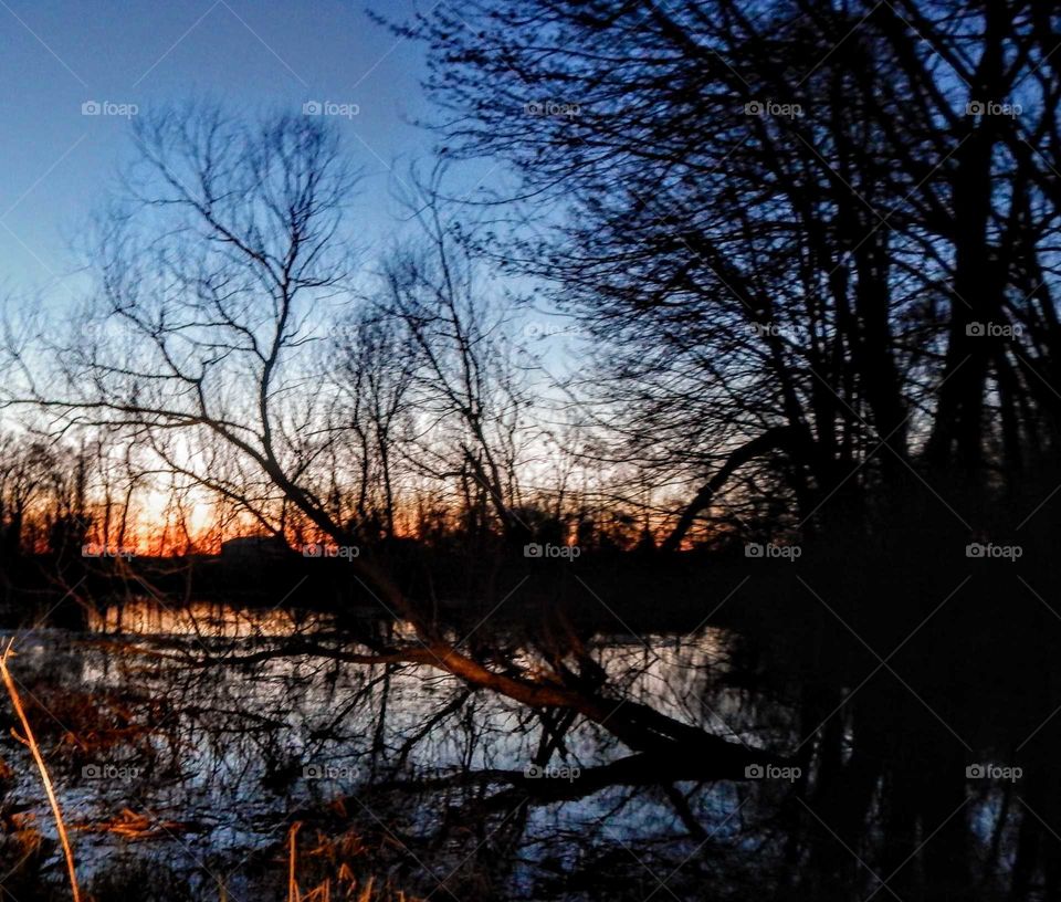 tree laying in a pond