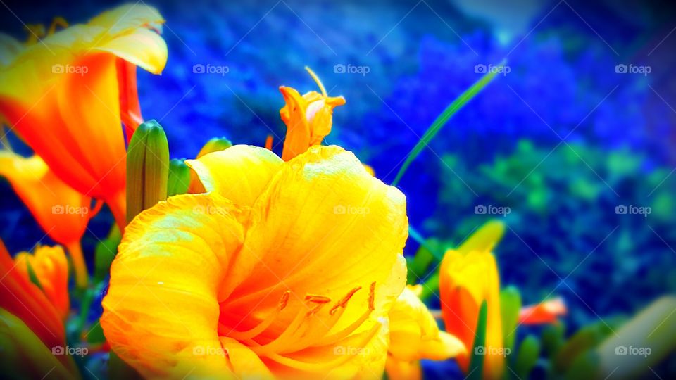 Yellow and purple flowers