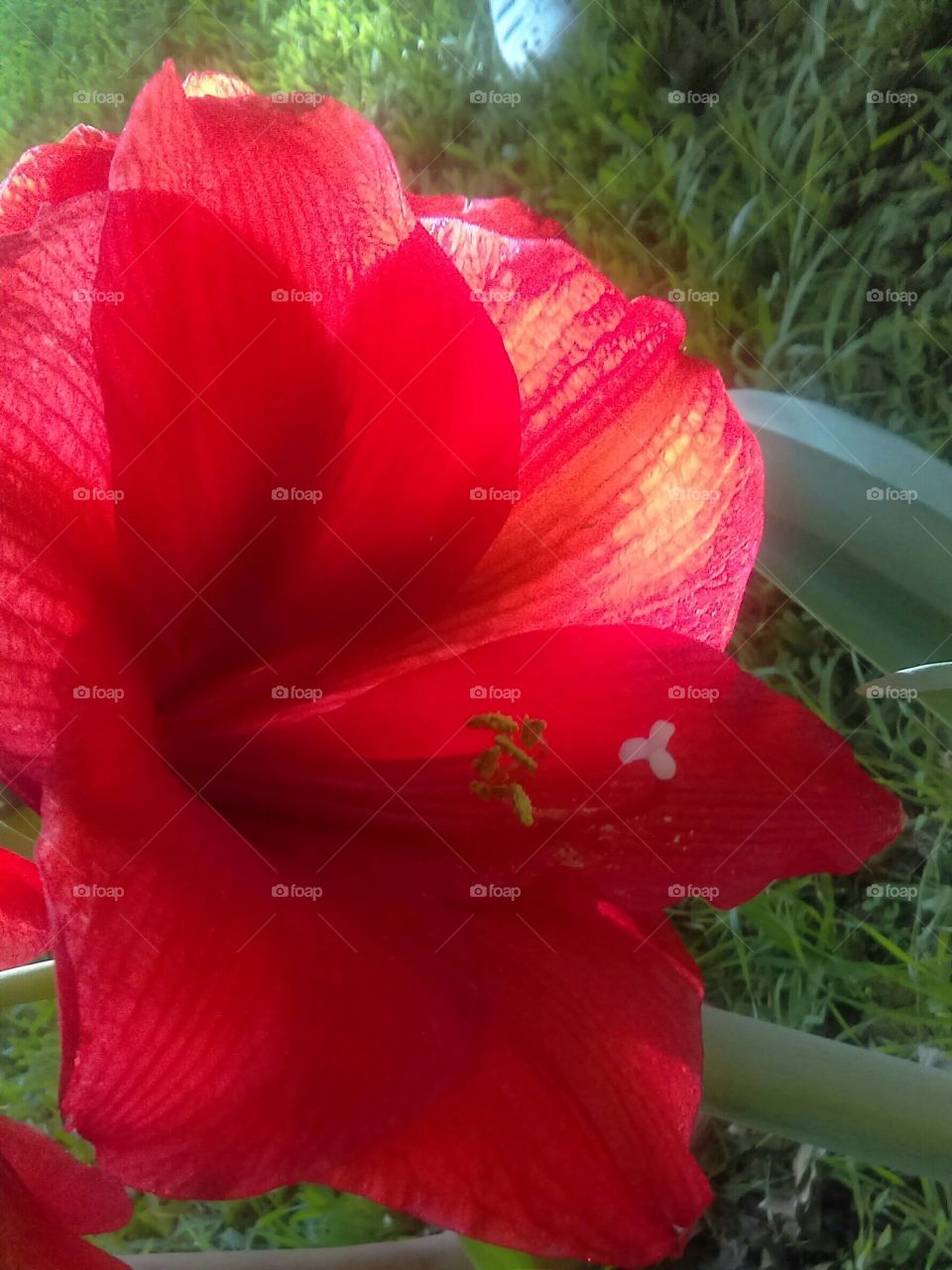 Beautiful red amaryllis
