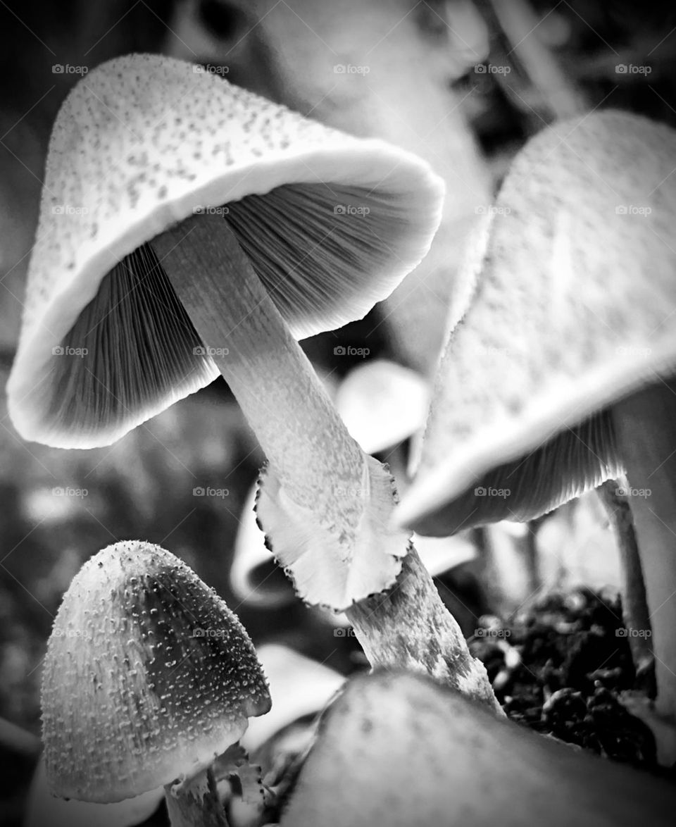 Mushrooms in BW