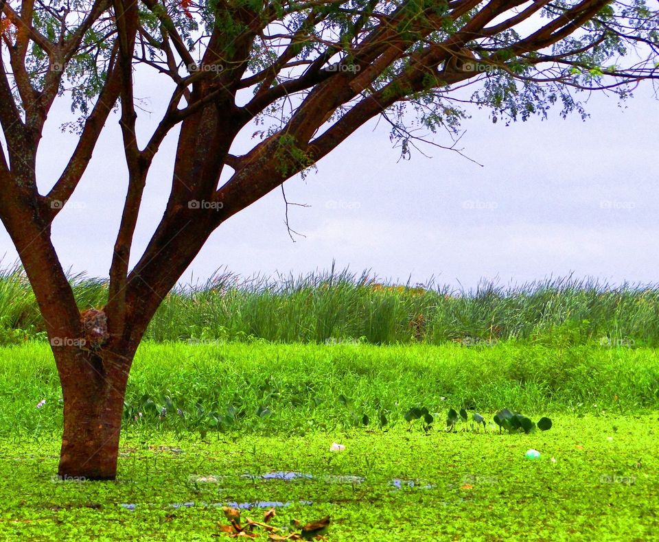 PANTANAL MS BRAZIL