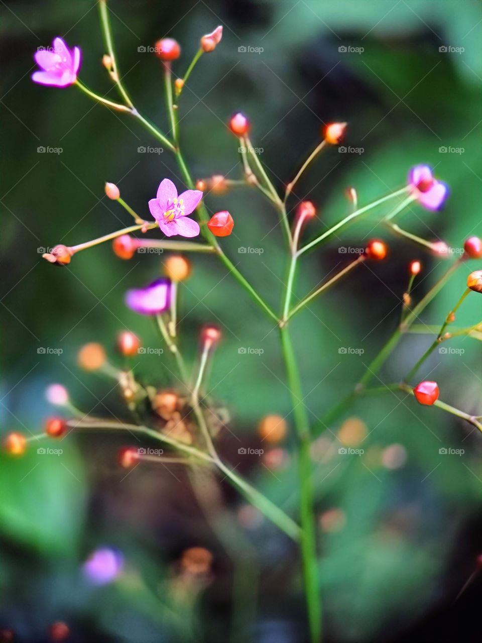 Fame flower, Jewels of opar(Talinum Paniculatum).