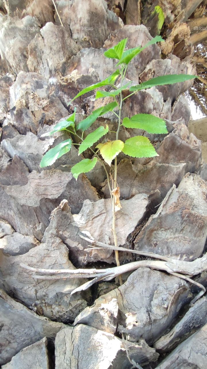 Hibiscus tree growing in plam tree