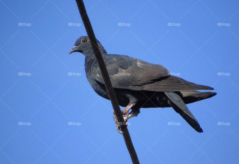 Pigeon . As well as pet, the pigeon released to get free into the wild. Not really wild bird (pigeon), the wild meaning method to cultivate it. Methalic body colour and red eyes be the character of the bird.