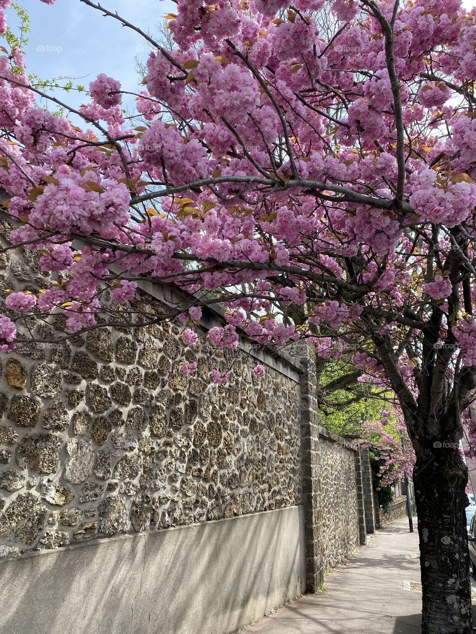 Cherry blossoms and a stone wall, old historic 