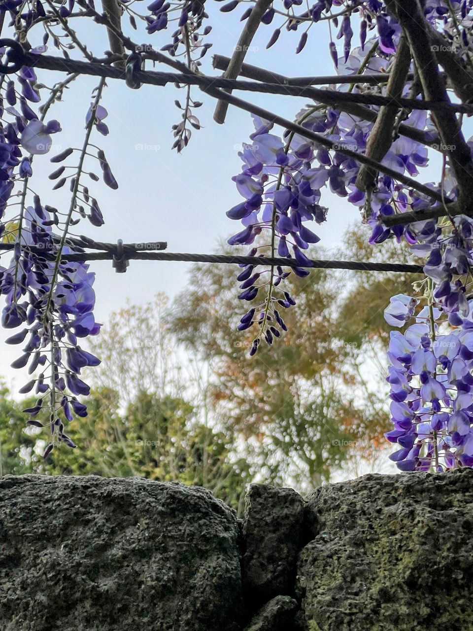 Wisteria 