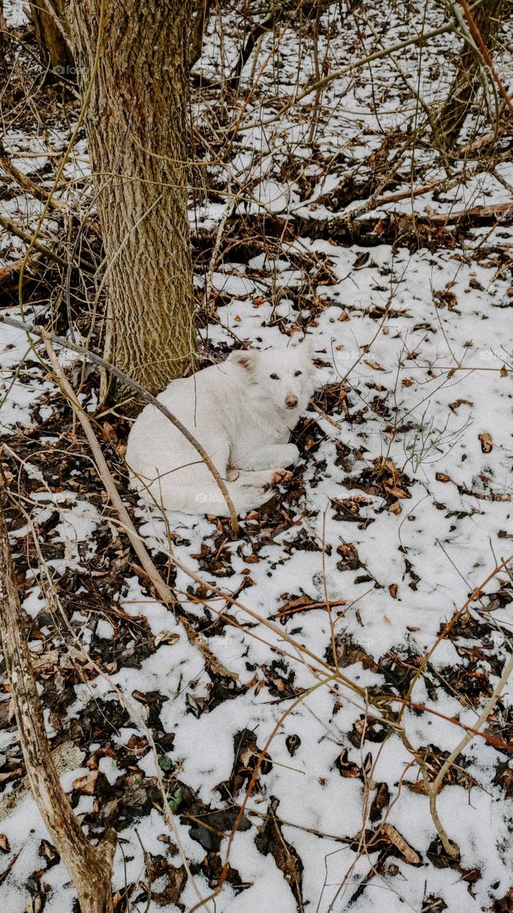 White dog laying under the tree in winter forest