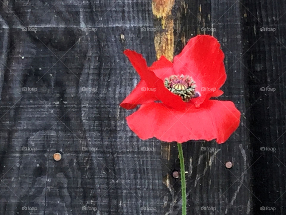 Red Poppy
