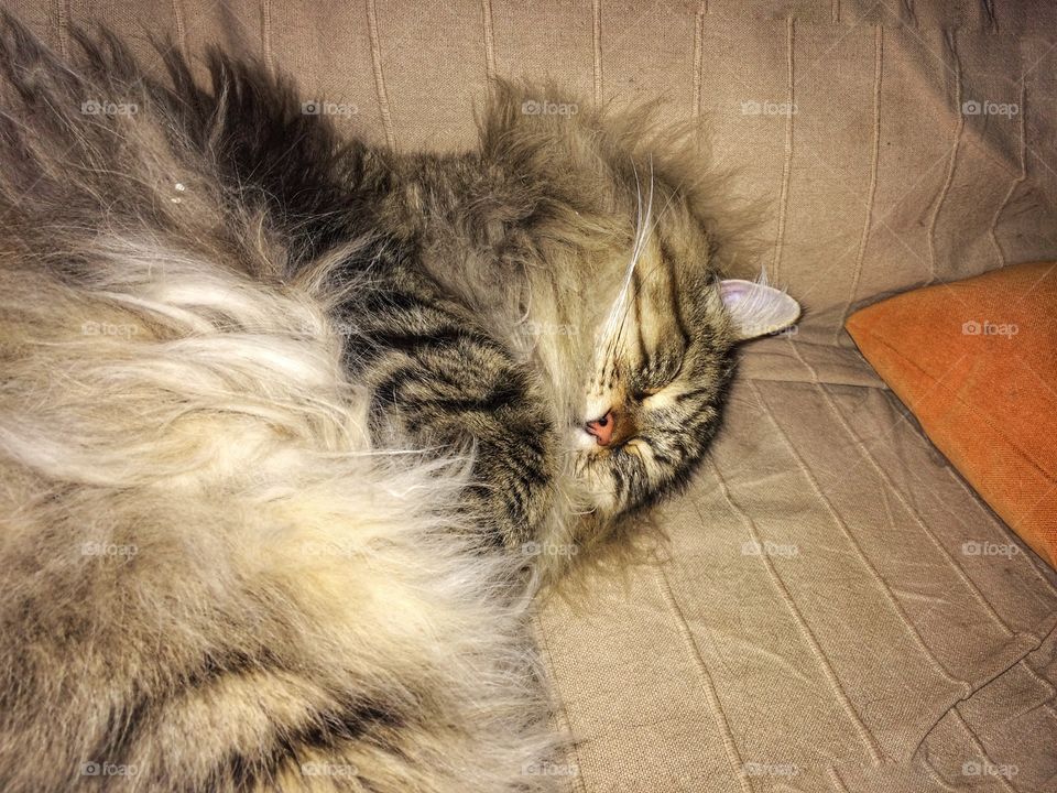 Furry brown cat sleeping on a pillow