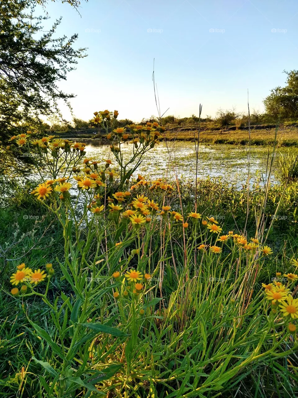 Laguna