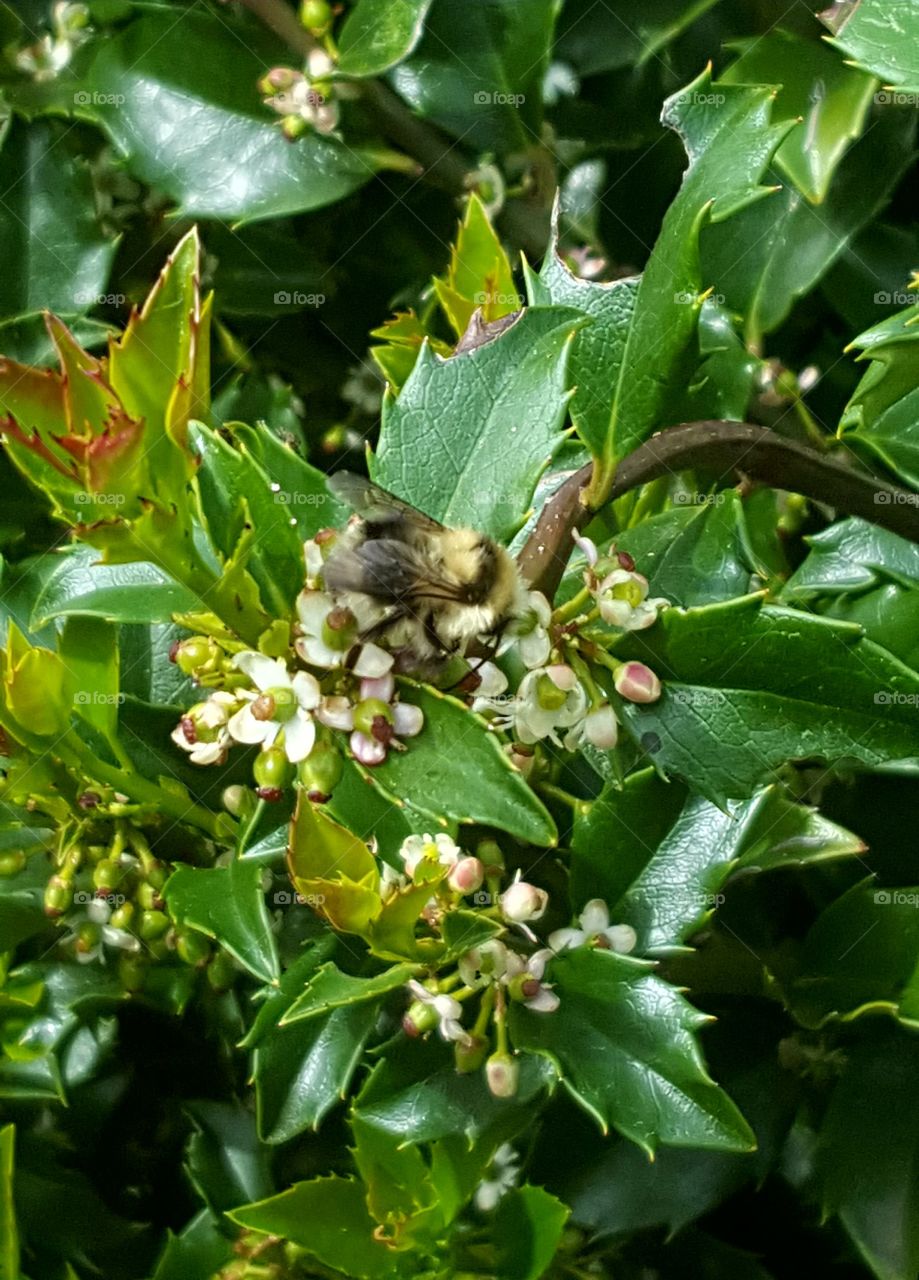 With spring finally here the bees have been circling holly bushes in my backyard. There were different kinds of bees this day from huge black bees to super small wasp looking bees. I was a city girl I cannot tell the differences.