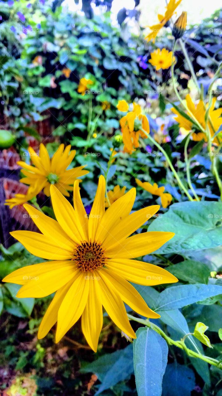 Flor de jardín, bella, natural, amarilla.