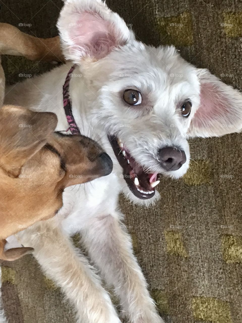 Fun animals in our daily lives Mission! Smiling pups playing with her sister😊